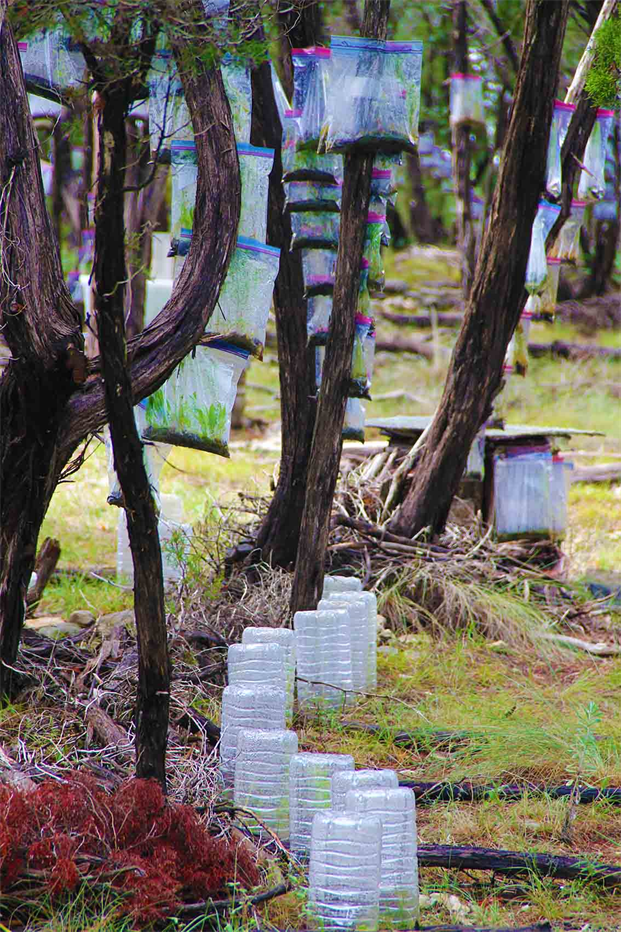Grow in Pet Bottles
Recycle For Reforesting!