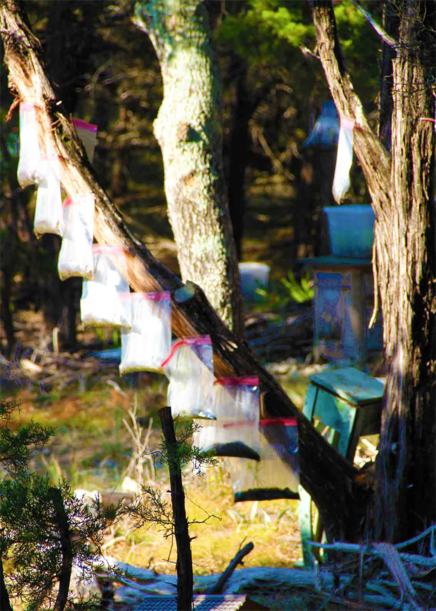 Grow Trees, Grow Plants, Grow Flowers!
Visually Easy To See How!
Austin Texas DAPACU Invention