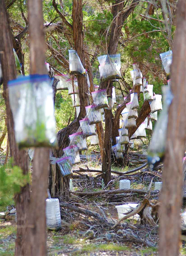 NO Care, No Watering!
A Way To Reforest The World!
By Artist Dapacu. Austin TX