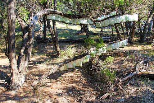 Reforesting The Planet Fast